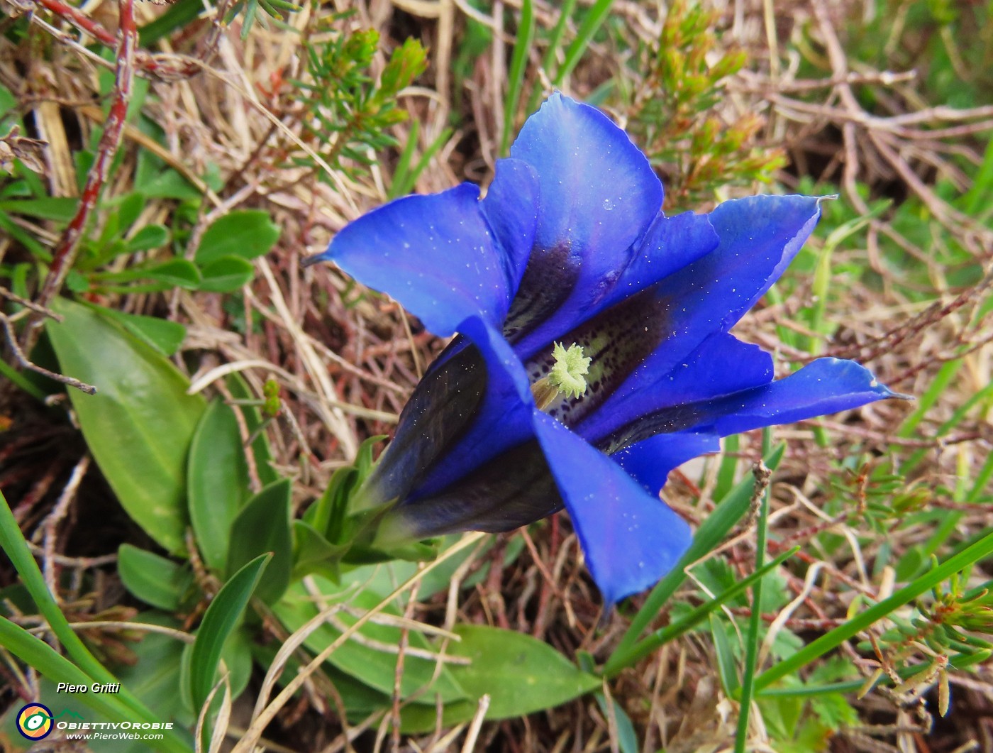 21 Gentiana clusii (Genziana di Clusius).JPG